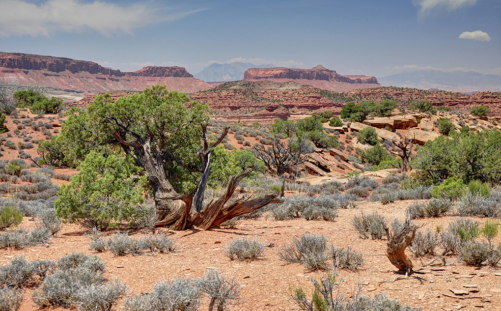 White Canyon (Ray Bloxham)