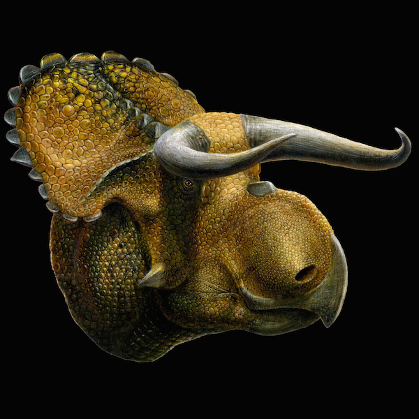Nasutoceratops, Natural History Museum of Utah, photo by Lukas Panzann